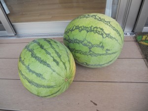 DSCN4135